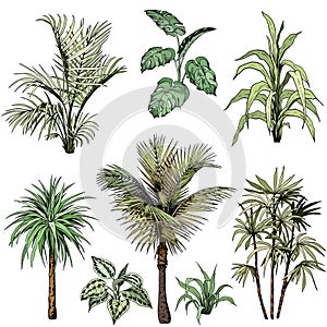 Set of different tropical palm leaves and trees.