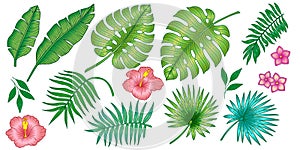 Set of different tropical plants from  banana leaves and palm trees and flower.  Vector isolated layers. Summer exotic design for