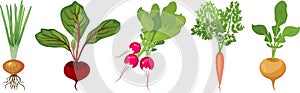 Set of different tuberous vegetables with tops on white background