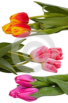 Set of different tulip flowers bouquets isolated on white.