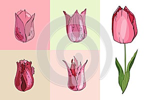 Set with different tulips. Various sorts and shapes on white