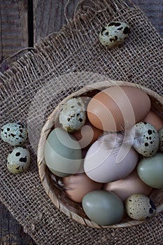 Set of different types birds eggs from chicken, pheasant and quail with feathers on a wooden background.