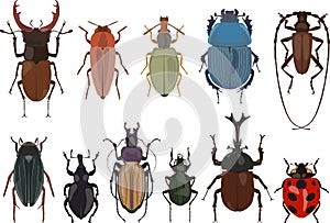 Set of different types of bugs and beetles isolated on white background in flat style. Vector illustration.