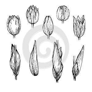 Set of different types of flowers and leaves of blooming tulips. Handmade linear drawing.