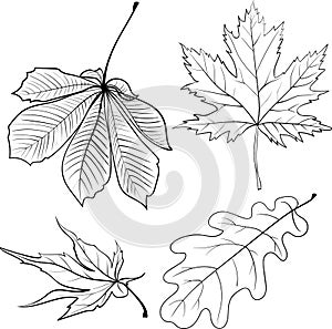 Set of different types of leaves: Canadian maple, Japanese maple, oak leaf, chestnut