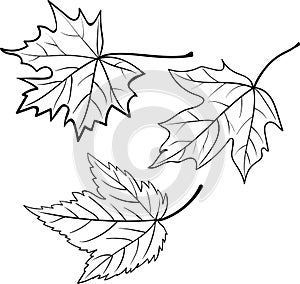 Set of different types of maple leaves on a white background