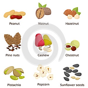 Set of different types of nuts. Sunflower seeds, hazelnuts, pistachios, macadamia, pecan, coconut and others