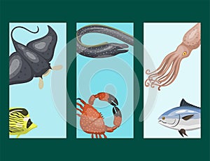 Set of different types of sea animals cards illustration tropical character wildlife marine aquatic fish