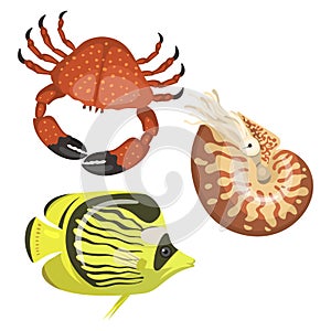 Set of different types of sea animals illustration tropical character wildlife marine aquatic fish