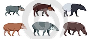 Set of different types of tapirs in cartoon style. Vector illustration herbivores isolated on white background. photo