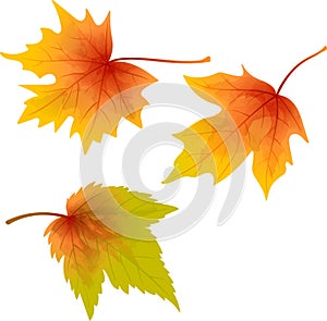 Set of different types of watercolor maple leaves on a white background