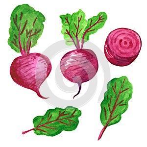 Set of different vegetables, hand drawn watercolor illustration. Beetroot.