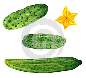 Set of different vegetables, hand drawn watercolor illustration. Cucumber.