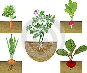 Set of different vegetables plant showing root structure below ground level on white background