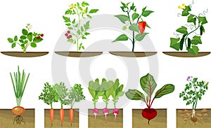 Set of different vegetables plant showing root structure below ground level on white background