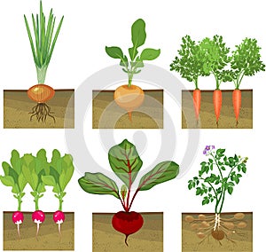 Set of different vegetables plant showing root structure below ground level on white background photo