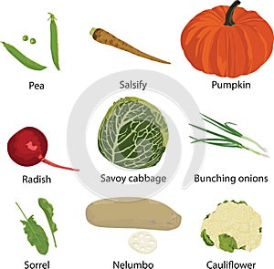 Set of different vegetables