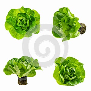 Set of different viewing angles of Butterhead lettuce or Bibb, Boston, Arctic King salad isolated on white. Plant in