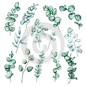 Set of different watercolor eucalyptus round leaves and branches