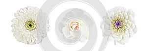 Set of different white flowers (dahlia, rose, gerbera) isolated on white. Top view