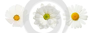 Set of different white flowers (daisy, chrysanthemum, cosmea) isolated on white background. Top vie