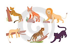 Set of different wild cats. Cheetah, lion, leopard, puma, panther, jaguar cartoon vector illustration