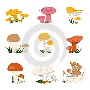 A set of different wild mushrooms