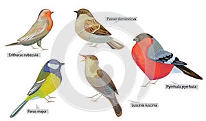 Set with different winter birds living in North  America and Europe. Real Latin titles. Illustration for books about animals and