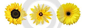 Set of different yellow flowers (sunflower gerbera rudbeckia) isolated on white