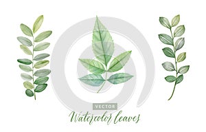 Set of digital watercolor painting branches with green leaves 2