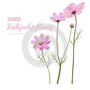 Set of digital watercolor painting Cosmos flowers