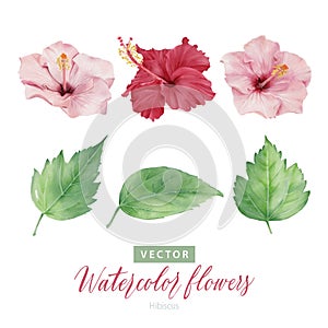 Set of digital watercolor painting Hibiscus flowers and green leaves