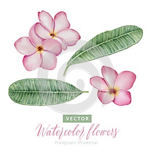 Set of digital watercolor painting pink Frangipani Plumeria flowers and green leaves