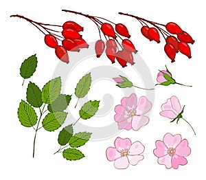 a set of dog-rose. set of isolated berries, flowers and leaves rosa canina