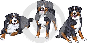 Set dogs breed Bernese mountain dog