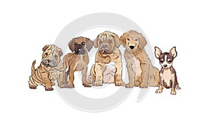 Set of dogs puppy portrait watercolor realistic vector illustration on white background  with text