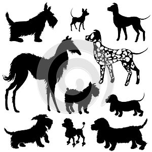 Set of of dogs silhouettes - scottish terrier, dalmatian, dachshund, poodle, chihuahua. Isolated on white background.