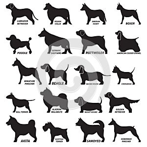 Set of dogs. Vector illustration decorative background design