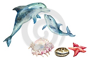 Set of dolphin with cub and shells, starfish on a white background, hand drawn watercolor
