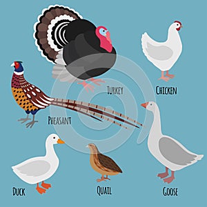 Set of domestic fowl, poultry farm cartoon birds: pheasant, turkey, goose, chicken, duck and quail