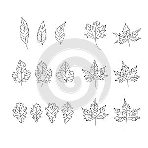 Set of doodle leaves. Vector illustration of design elements for greeting cards, posters, wallpaper, surface, web design, textile