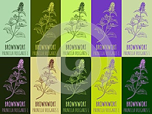 Set of drawing of BROWNWORT in various colors. Hand drawn illustration. Latin name PRUNELLA VULGARIS L