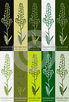 Set of drawing of CAPSELLA BURSA-PASTORIS in various colors. Hand drawn illustration. Latin name THLASPI BURSA-PASTORIS L