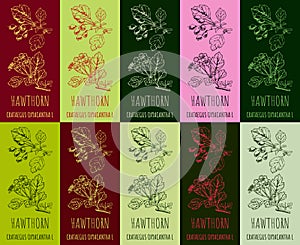 Set of drawing of HAWTHORN in various colors. Hand drawn illustration. Latin name Crataegus laevigata