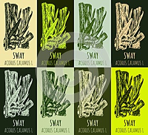 Set of drawing of sway or muskrat root in various colors. Hand drawn illustration. Latin name ACORUS CALAMUS L