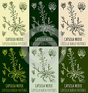 Set of drawings CAPSELLA BURSA-PASTORIS in different colors. Hand drawn illustration. Latin name Capsella MEDIK