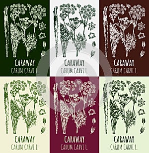 Set of drawings Caraway in different colors. Hand drawn illustration. Latin name CARUM CARVI L