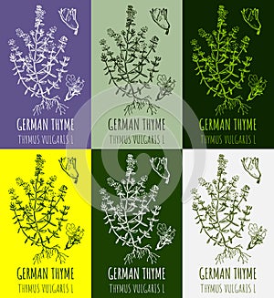 Set of drawings COMMON THYME in different colors. Hand drawn illustration. Latin name THYMUS VULGARIS L