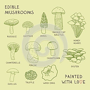 Set drawings of edible mushrooms for your design.