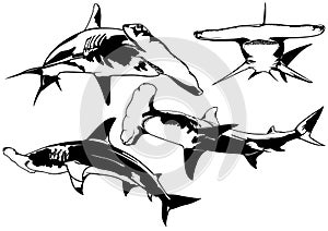 Set of Drawings with Hammerhead Shark